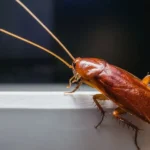 Prevent Roaches
