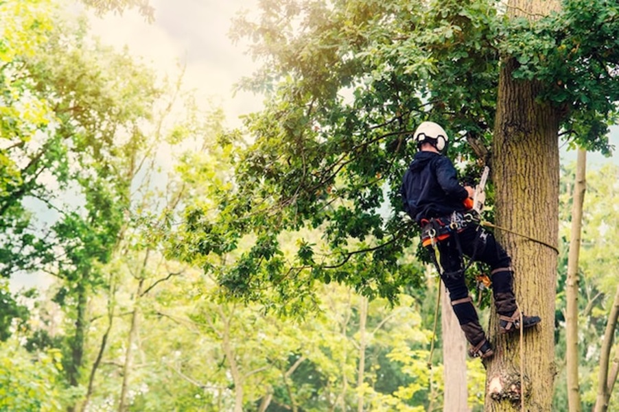 Professional Tree Care Services in Bozeman: Why Arbor Medic Stands Out