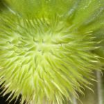 Avoiding Poisonous Plants in Your Garden