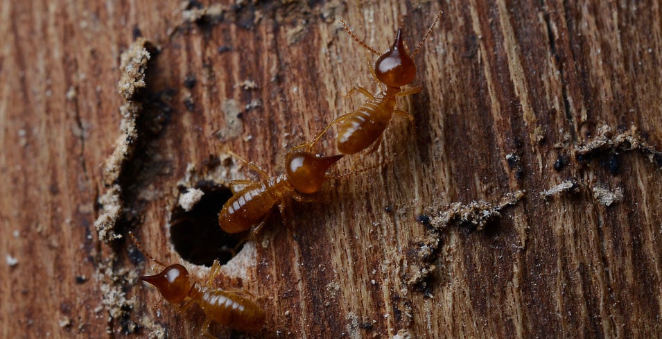 How to Know Termites Might Be Causing Damage to Your Home
