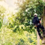 Professional-Tree-Care-Services