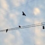 Bird Control Products