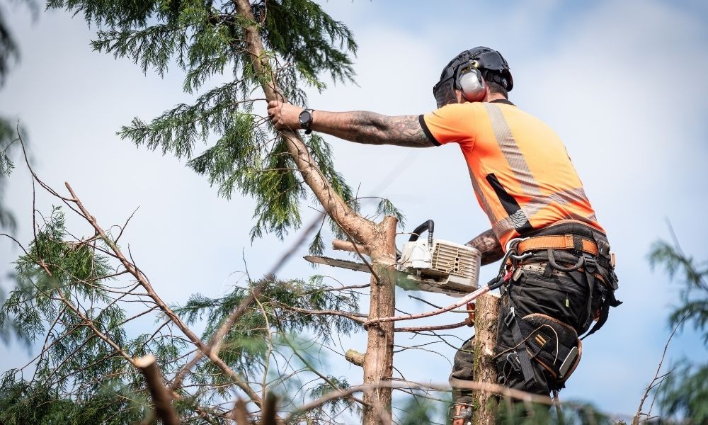 Planning a Safe and Efficient Tree Clearing Project
